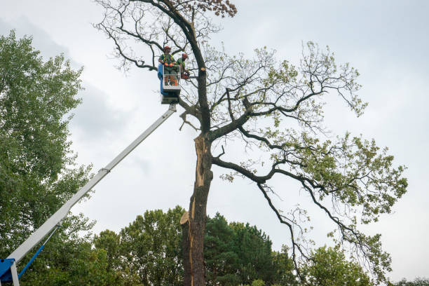 Best Tree Disease Treatment  in Winlock, WA